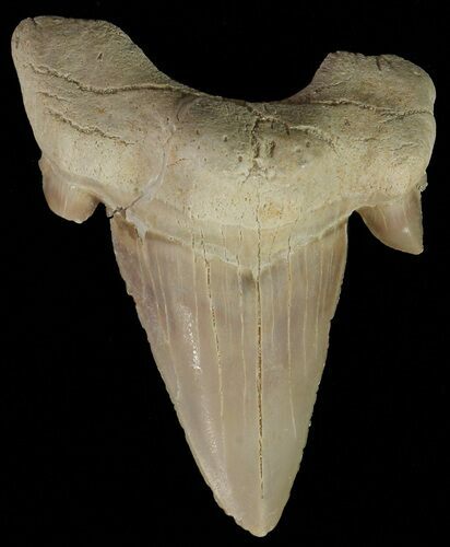 Otodus Shark Tooth Fossil - Eocene #67215
